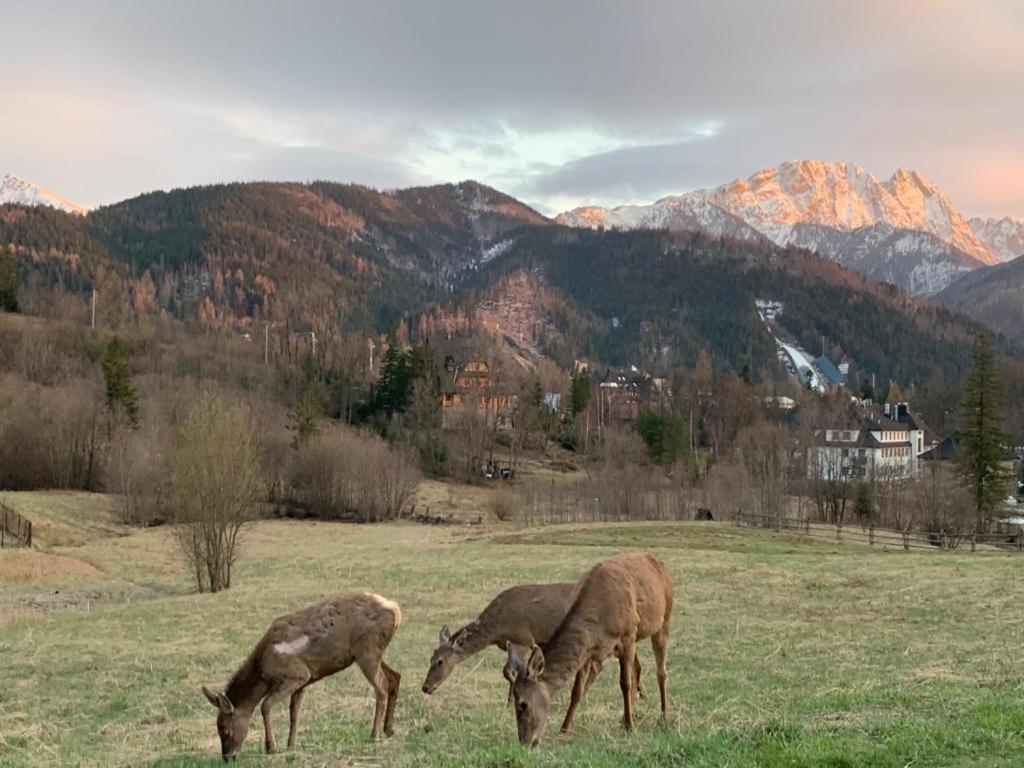 Api IV Zakopane Bed & Breakfast Ngoại thất bức ảnh